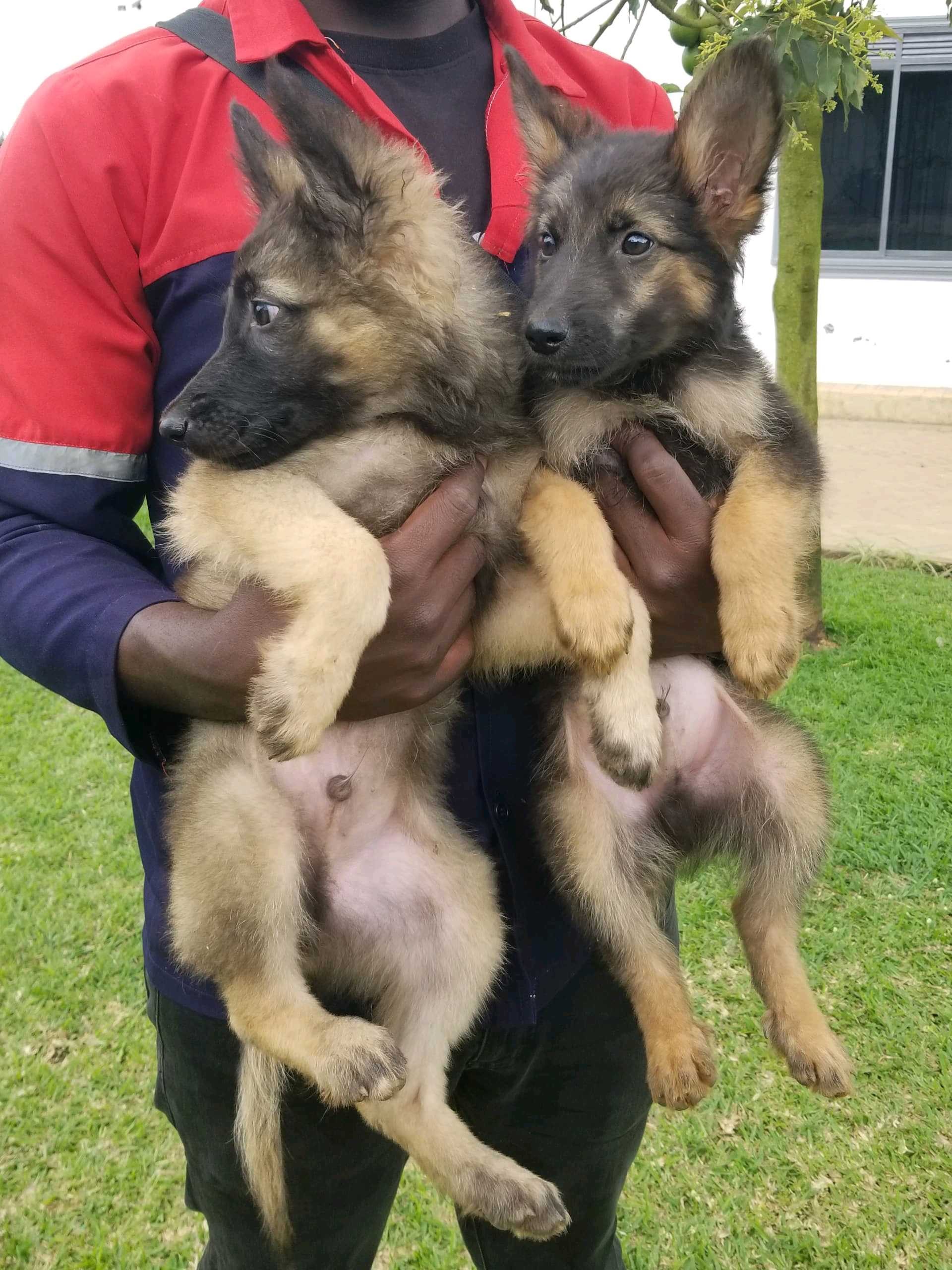 German Shepherd Dog Show Dogs For Sale German Shepherd Price In