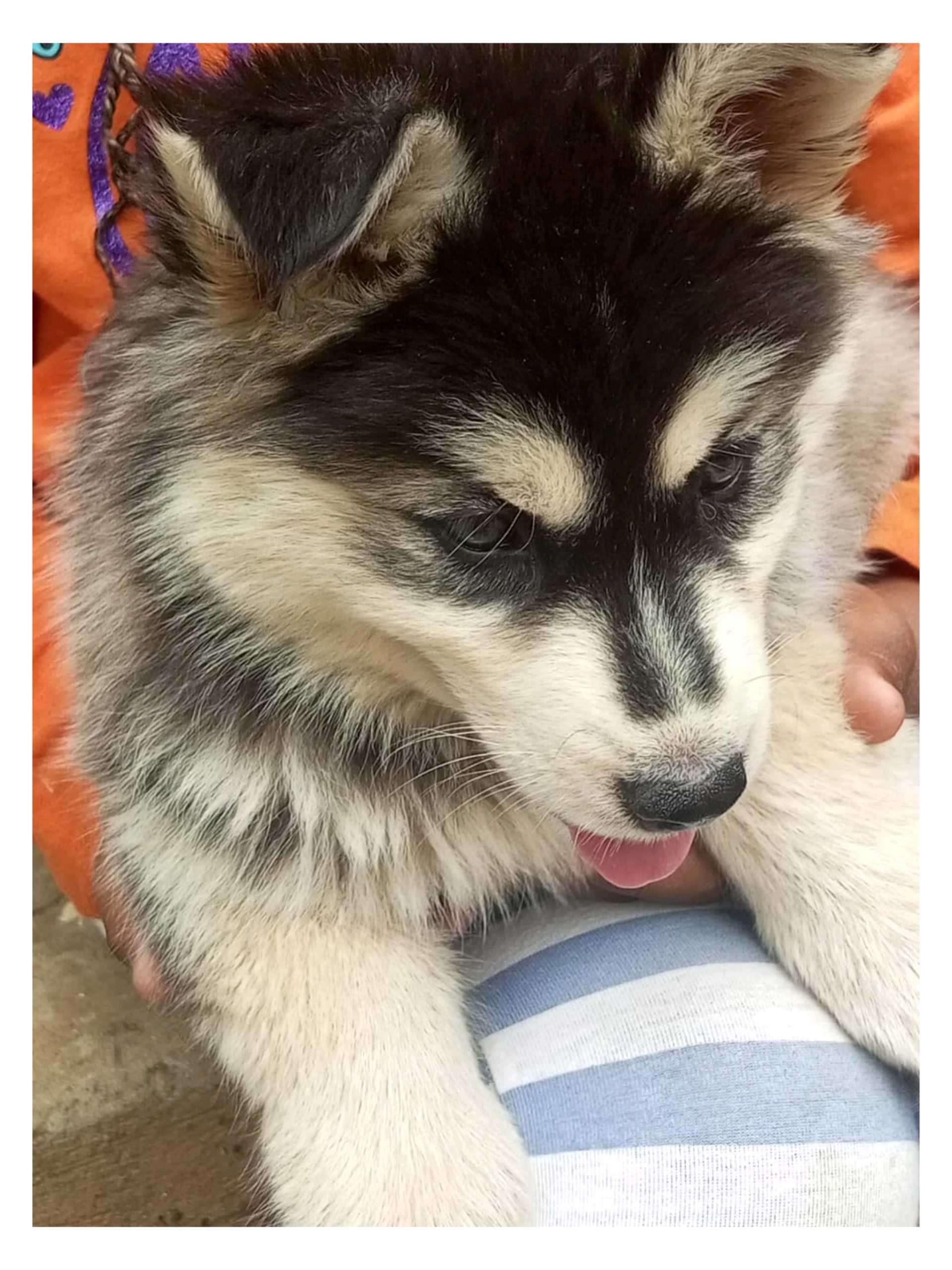 Philippines Low Price Husky Puppies Feeding Husky Puppy Online