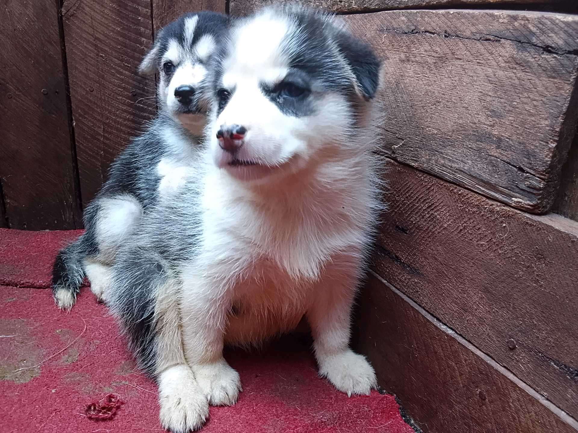 Florida Looking For Husky Puppies For Sale Siberian Husky For Sale