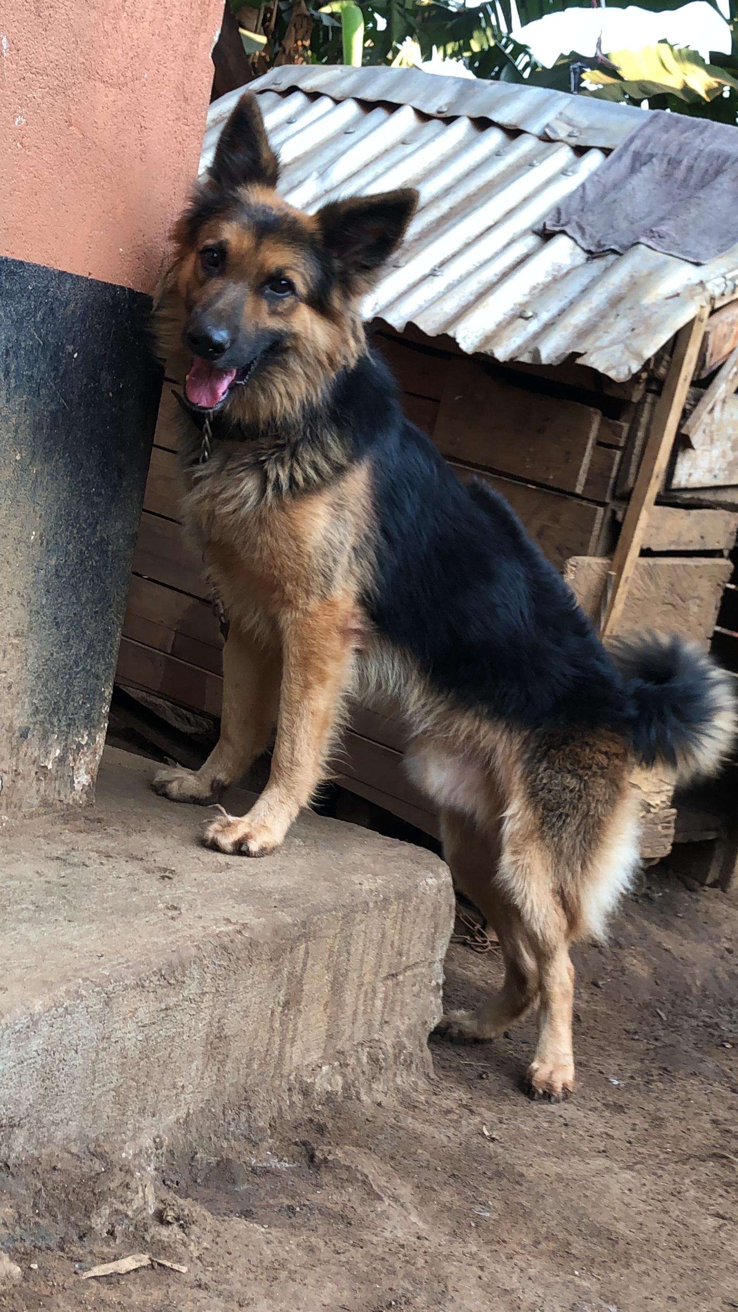 South Africa German Shepherd Litter For Sale Pure German Shepherd